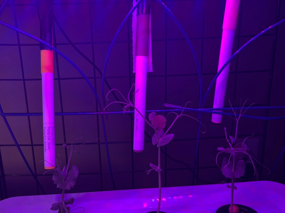 Welcome to the garden! Fun with hydroponics + bonus mushrooms 🍄&nbsp;✨