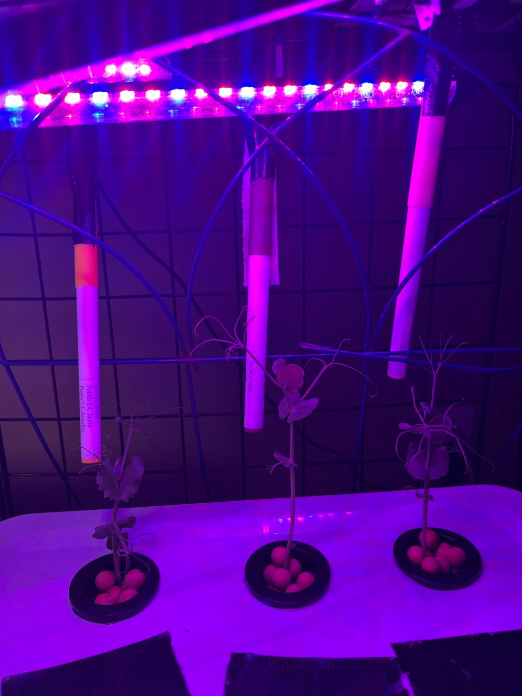 Welcome to the garden! Fun with hydroponics + bonus mushrooms 🍄&nbsp;✨